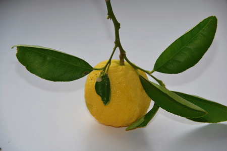 lemonの写真素材
