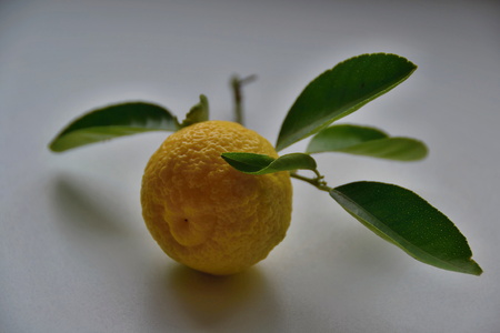 lemonの写真素材