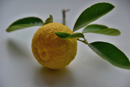 lemonの写真素材