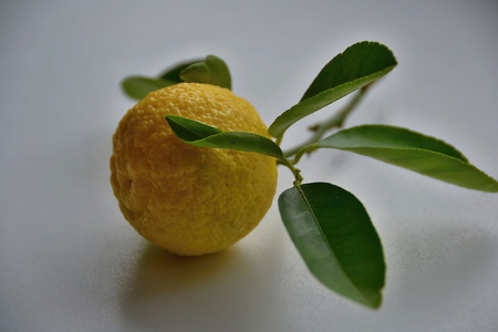 lemonの写真素材