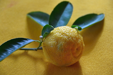 lemonの写真素材