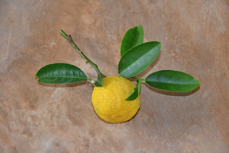 lemonの写真素材