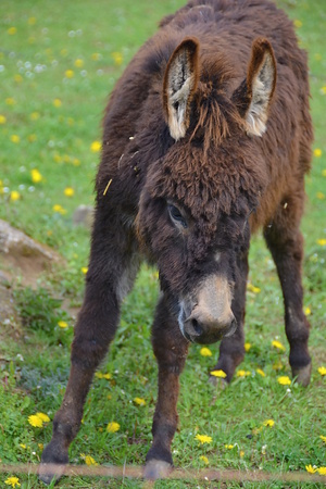 donkeyの写真素材