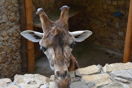 giraffeの写真素材