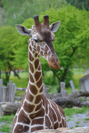 giraffeの写真素材