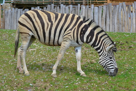 zebraの写真素材