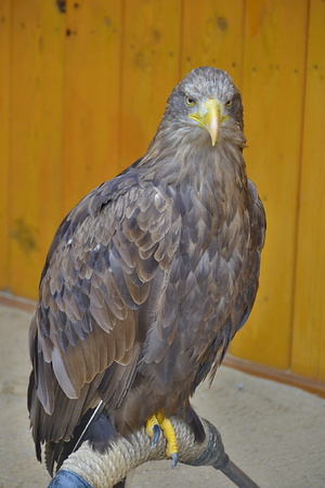 birdの写真素材