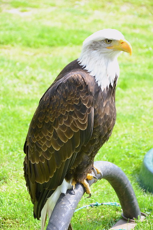 eagleの写真素材