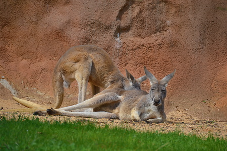 kangarooの写真素材