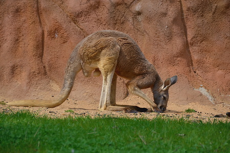 kangarooの写真素材