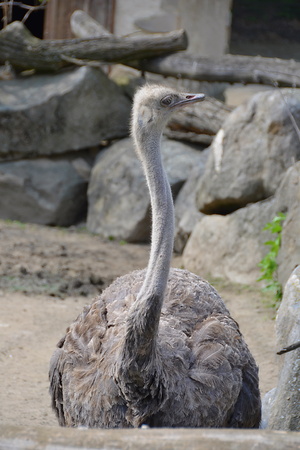 ostrichの写真素材