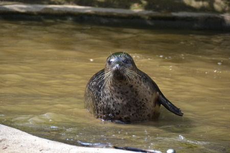 sea lionsの写真素材