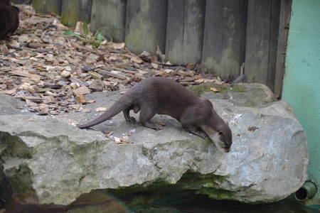 otterの写真素材