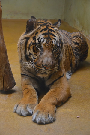 Tigerの写真素材