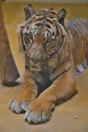 Tigerの写真素材