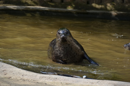 sea lionsの写真素材