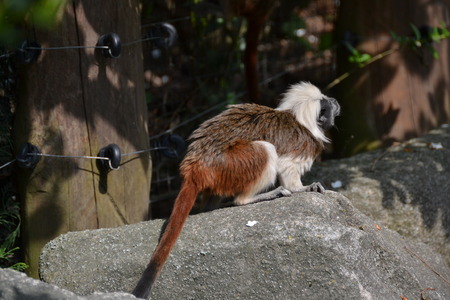monkey