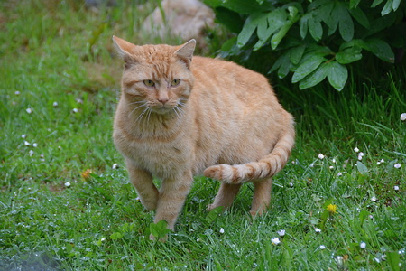 catの写真素材