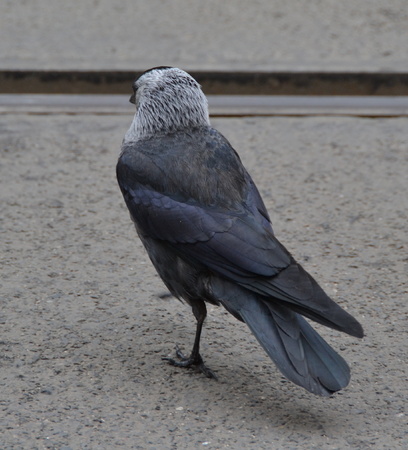 birdの写真素材