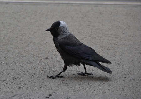 birdの写真素材