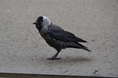 birdの写真素材