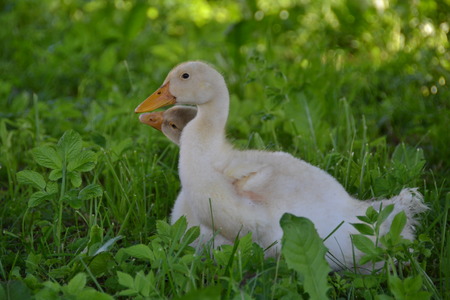 duckの写真素材