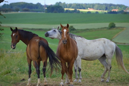 horseの写真素材