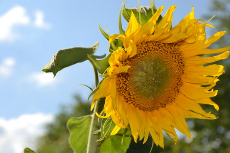 sunflowerの写真素材