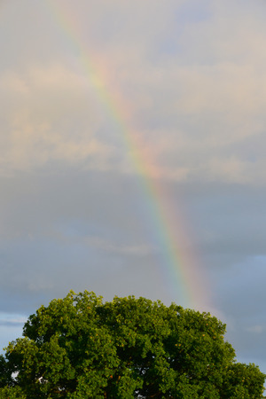 Rainbowの写真素材