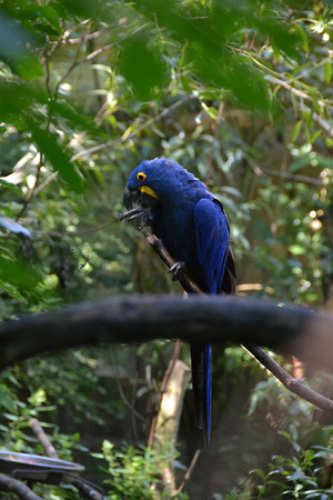 macawの写真素材