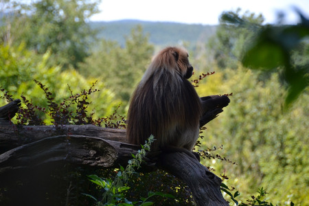 Monkeyの写真素材
