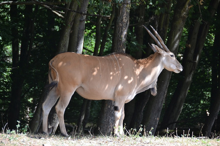 Antelopeの写真素材