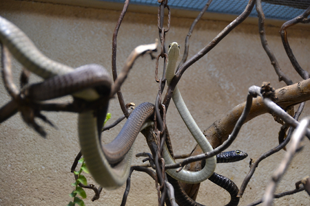 Snakeの写真素材