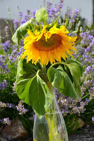 sunflowerの写真素材
