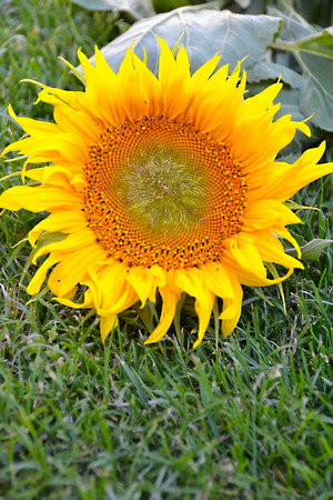 sunflowerの写真素材