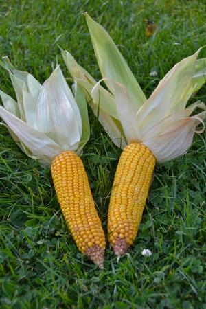 Cornの写真素材