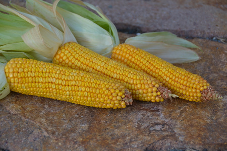 Cornの写真素材