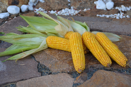 Cornの写真素材