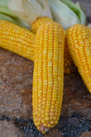 Cornの写真素材