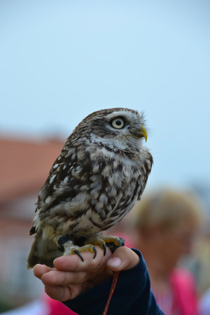Owlの写真素材