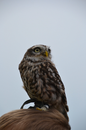 Owlの写真素材
