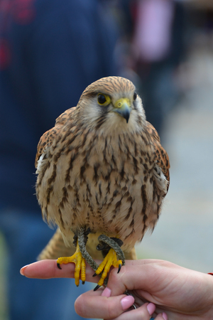 Birdの写真素材