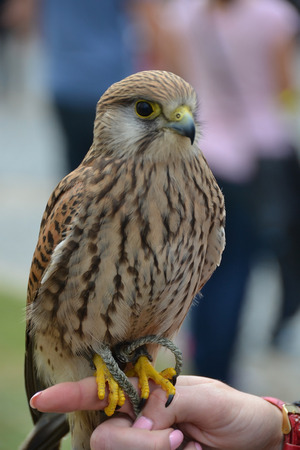 Birdの写真素材