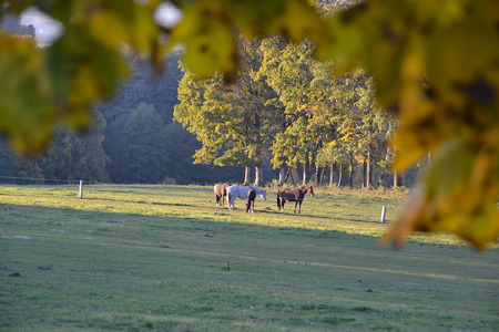 horsesの写真素材