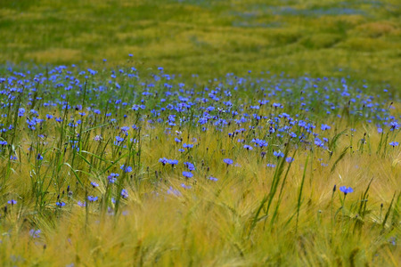 cornflowerの写真素材