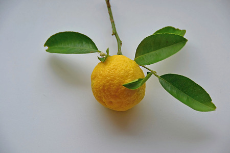 The lemon