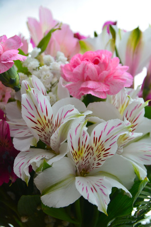The flowerの写真素材