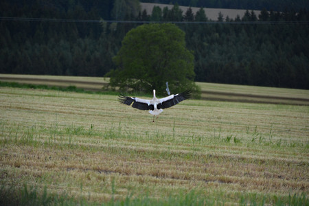 The Storkの写真素材
