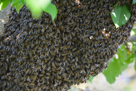 The Beeの写真素材