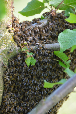 The Beeの写真素材